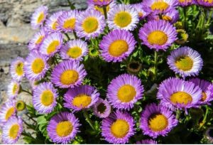 Alpine Asters